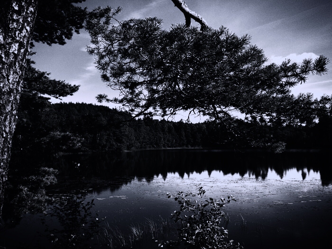 Ветка сосны над озером обои