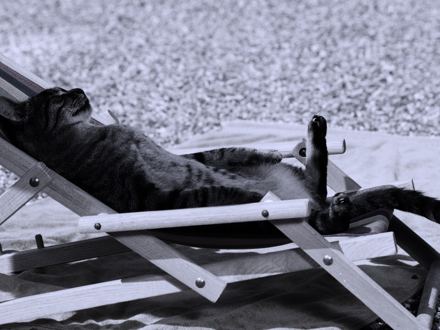 Кот в отпуске обои