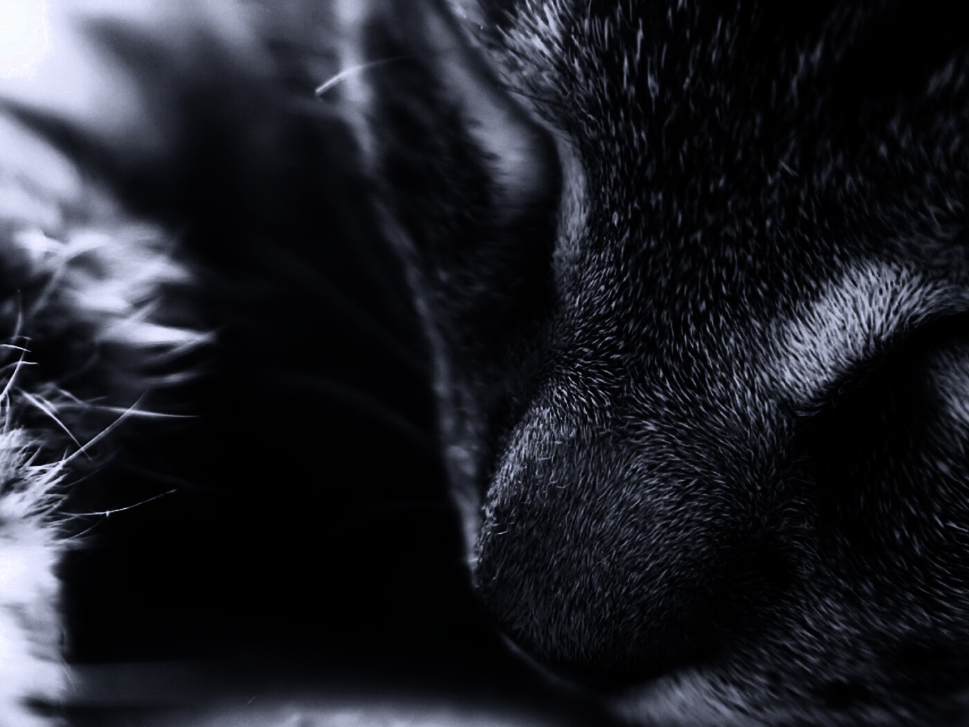 Мордочка кота обои