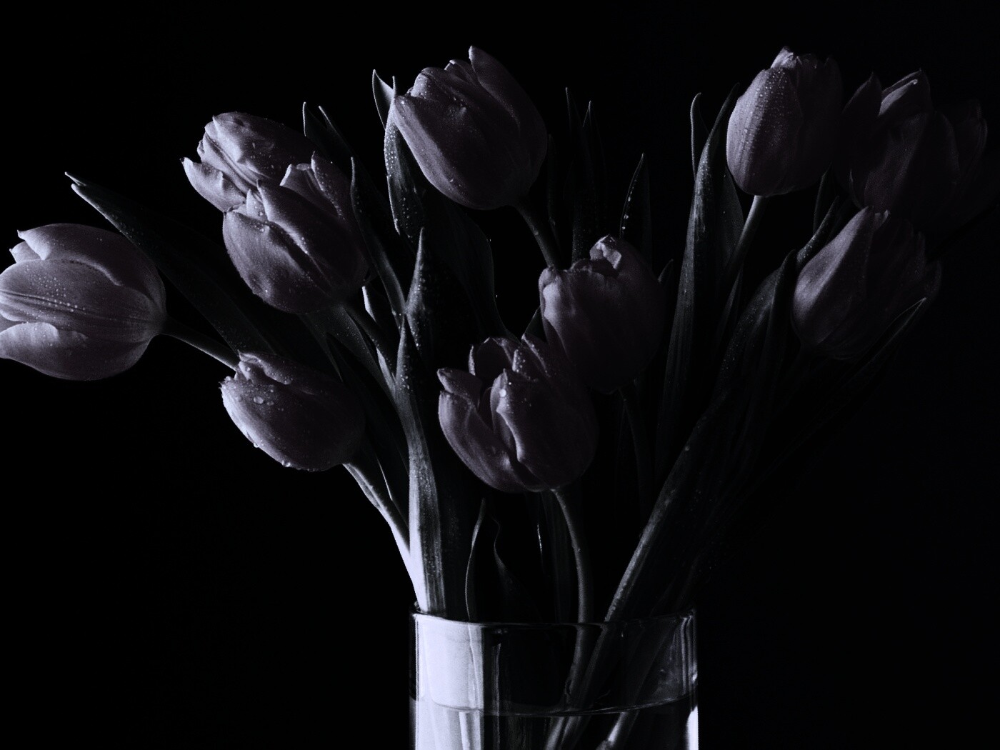 Букет тюльпанов обои