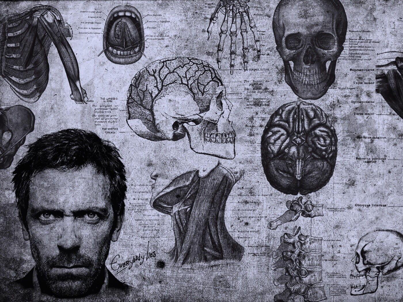 Анатомические рисунки доктора Хауса обои