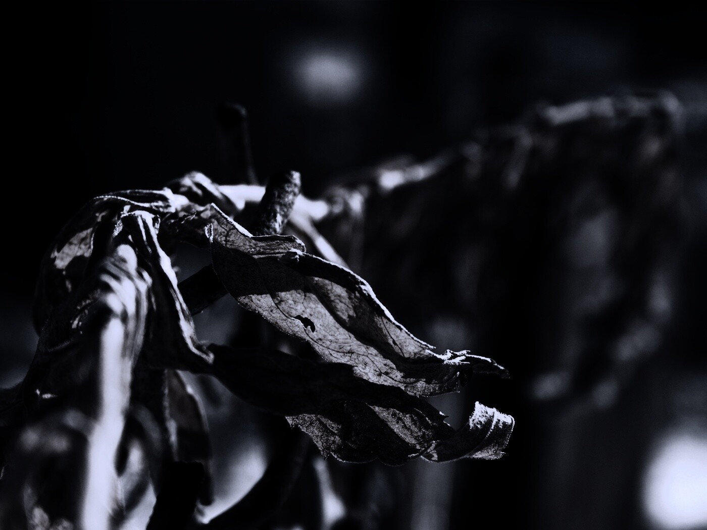 Сухие листья на железном заборе обои