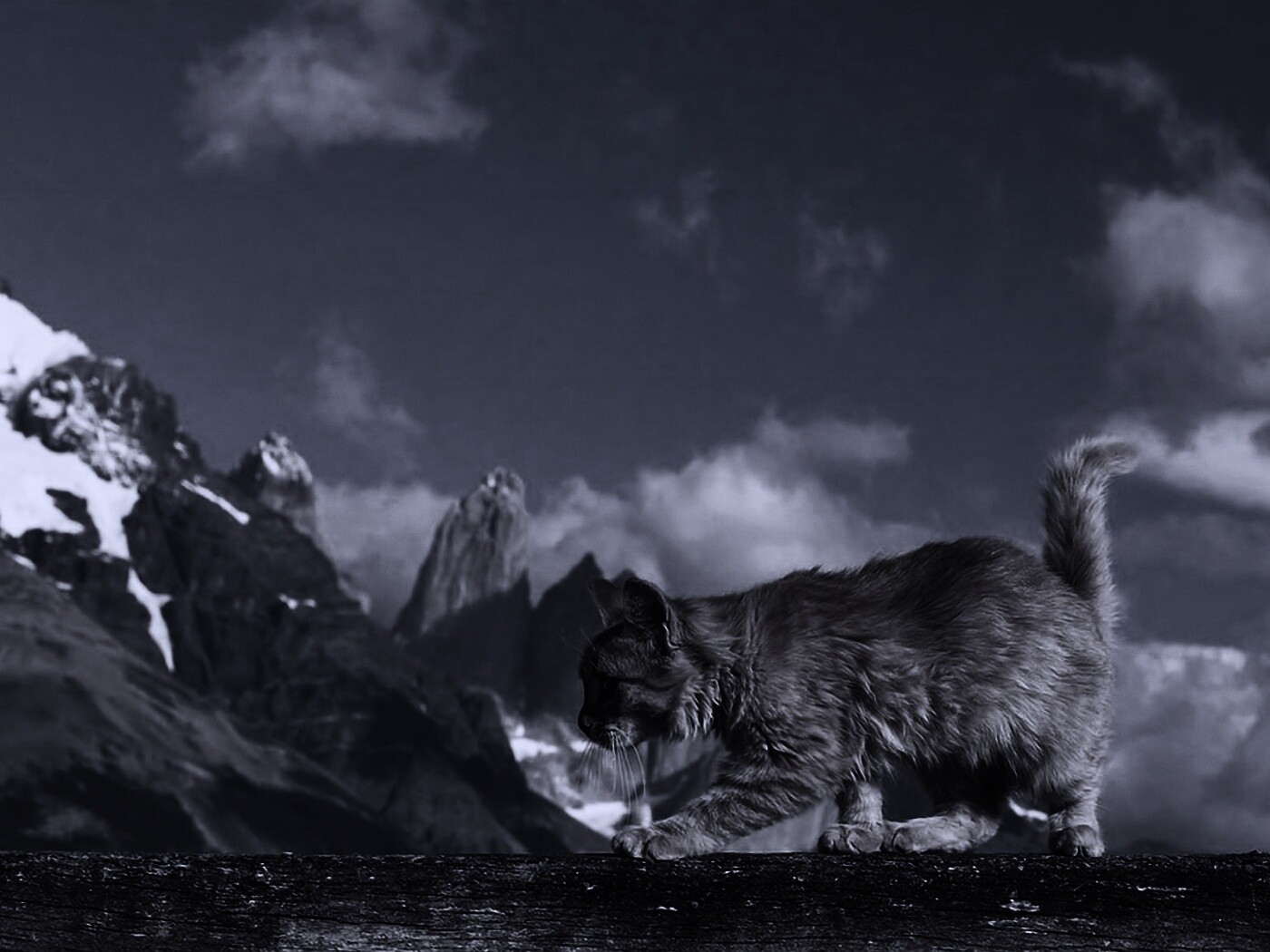 Рыжий котик в горах обои