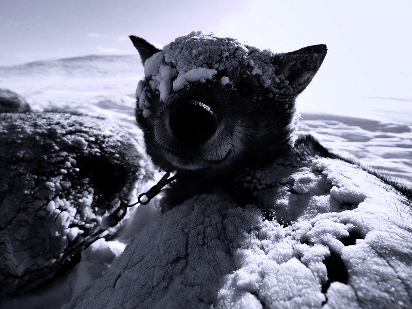 Собачка под снегом обои