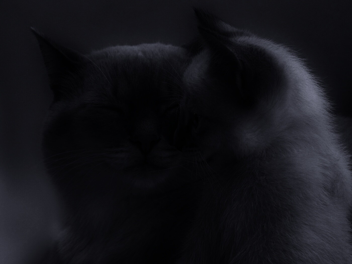 Кошка с котенком обои