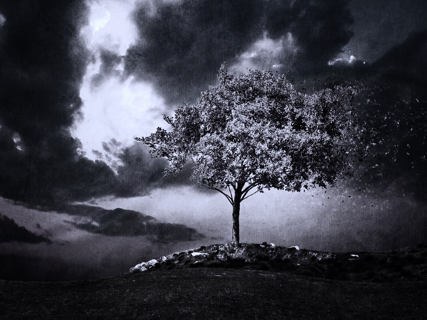 Одинокое цветущее дерево обои