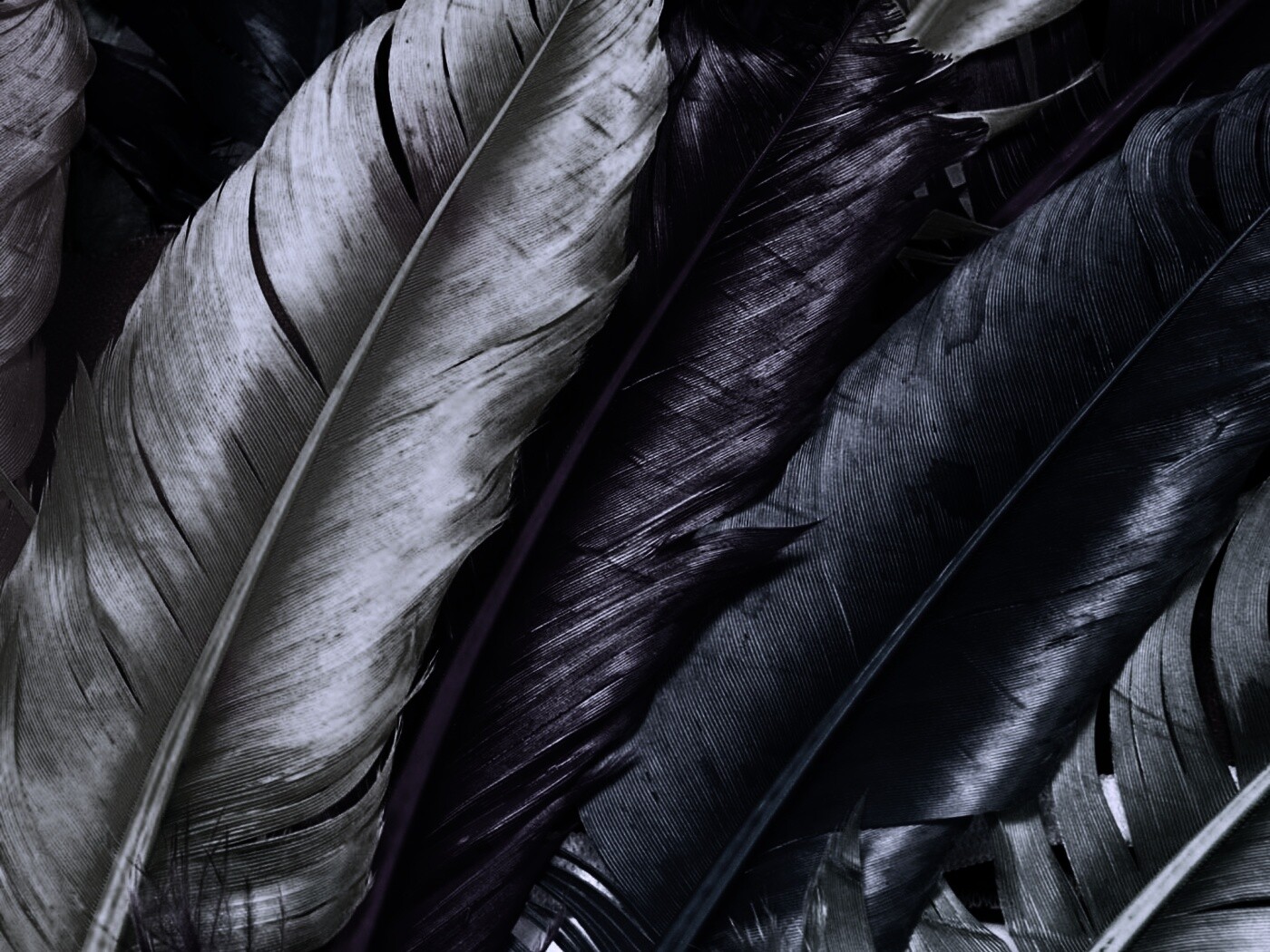 Разноцветные перья обои