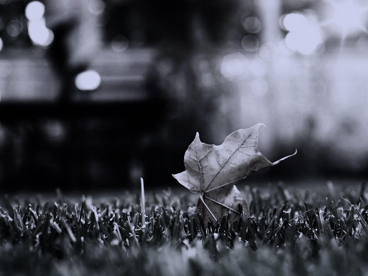 Зеленый лист на траве обои