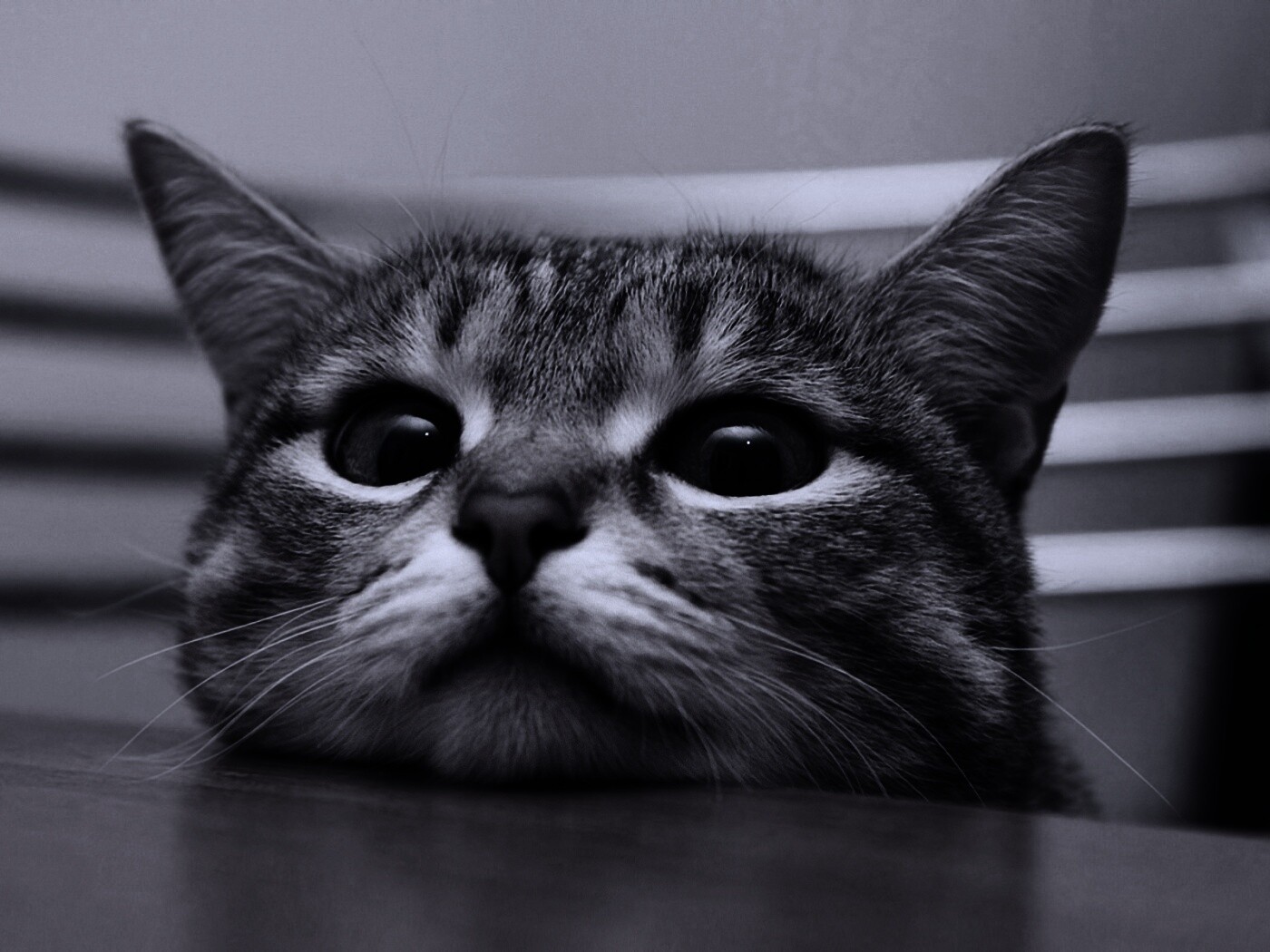 Любопытный котейка обои