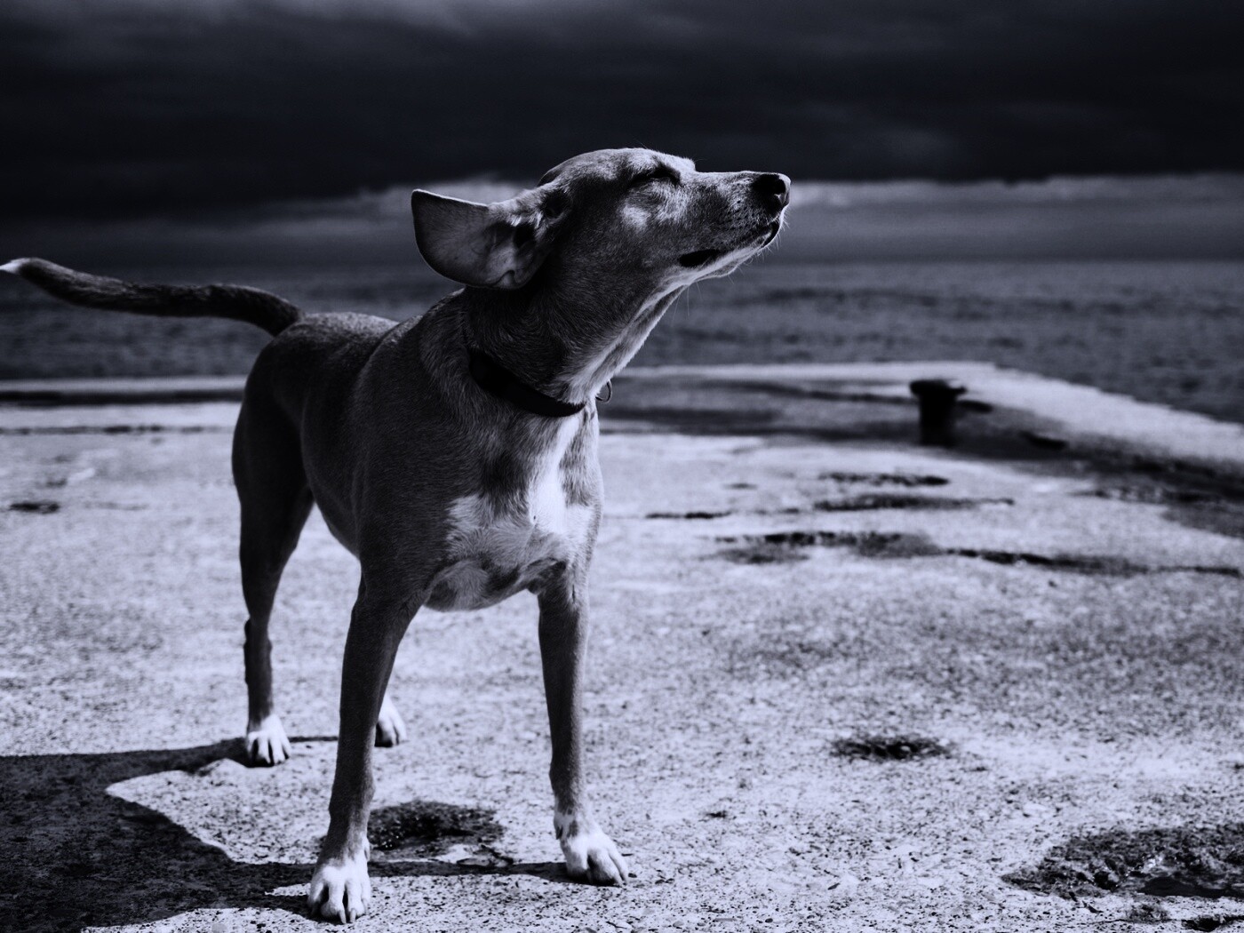Собака на пирсе обои