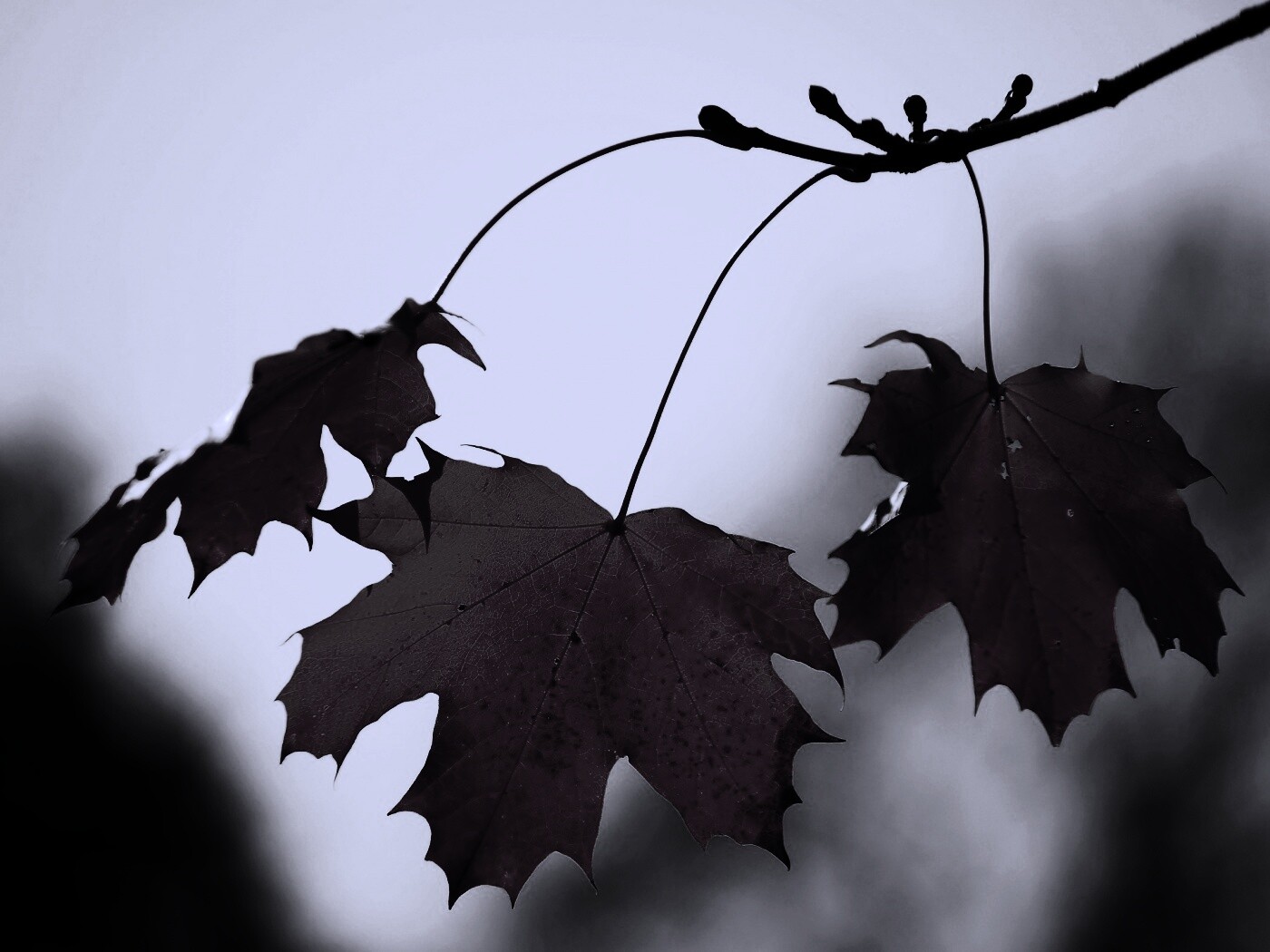 Покрасневшие листья клена обои