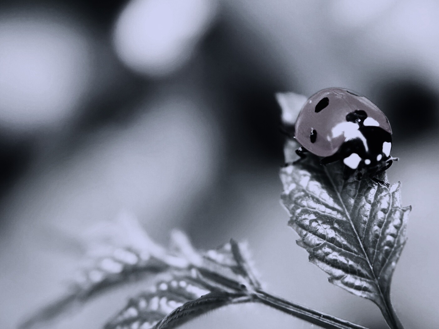 Божья коровка в макро обои