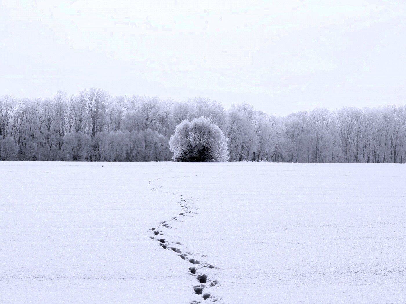 Следы на снегу обои