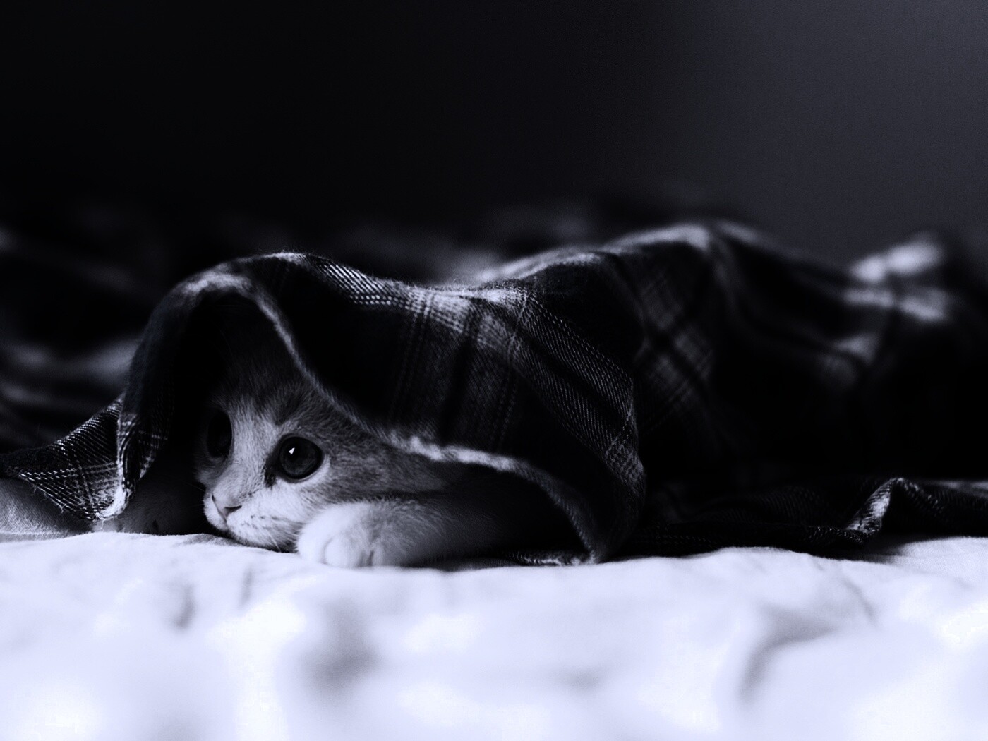 Котенок под одеялом обои