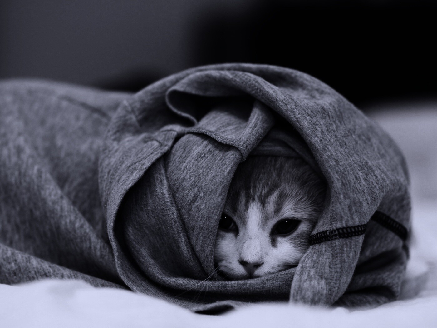 Закутавшийся в футболку кот обои