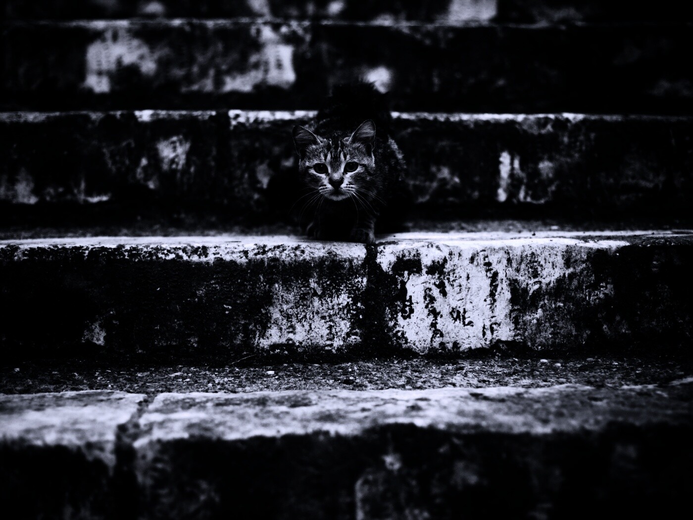 Растрепанная кошка на ступеньках лестницы обои