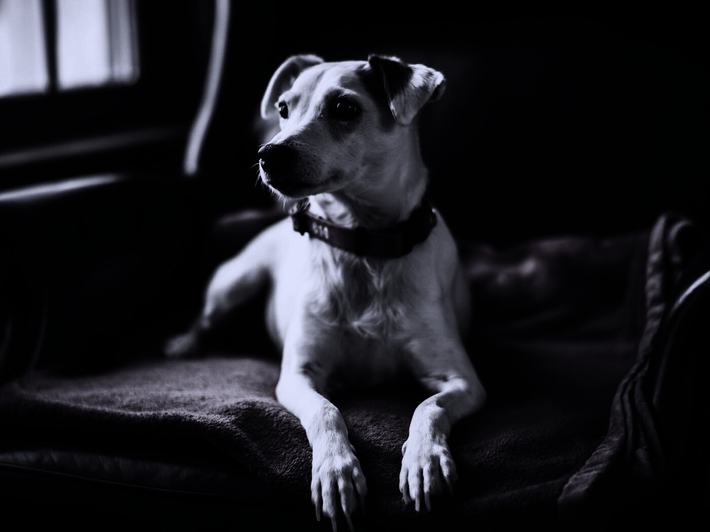 Собака на кресле обои