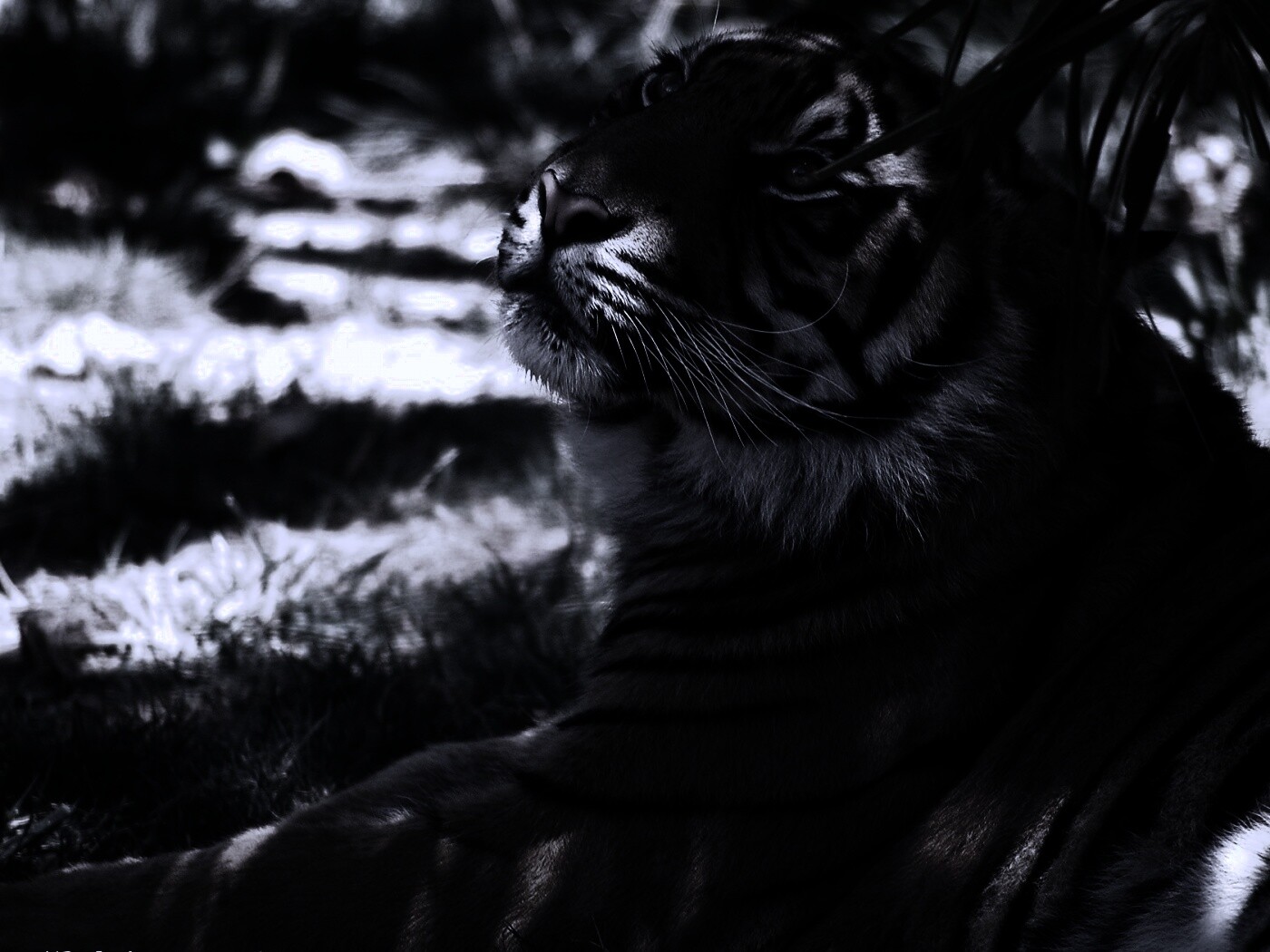 Отдыхающий в теньке хищник обои