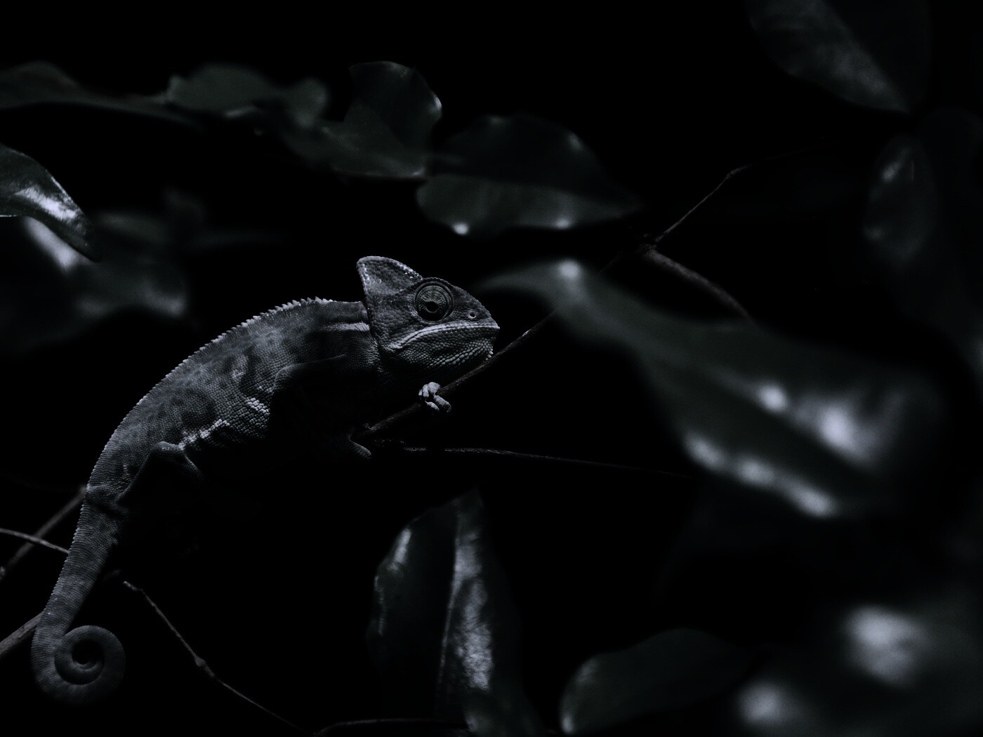 Хамелеон в листве обои