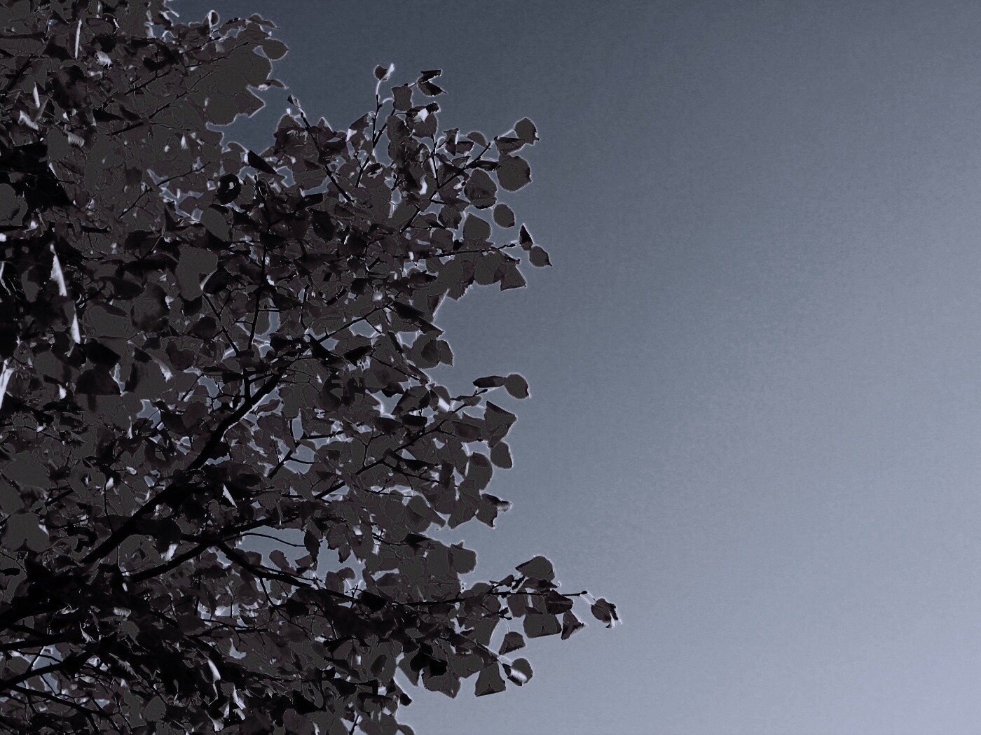 Ветви с пожелтевшими листьями на фоне неба обои