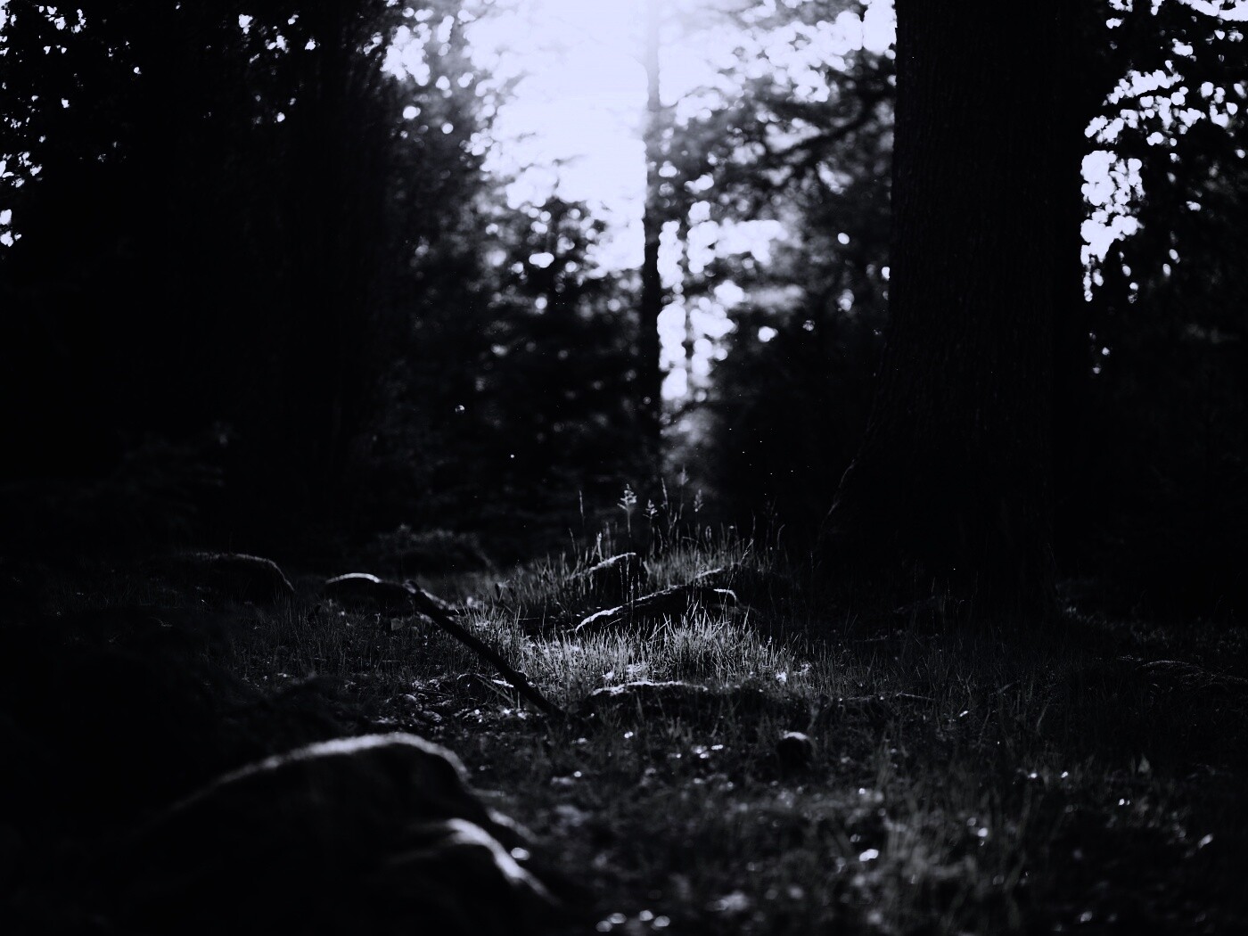 Лето в лесу обои