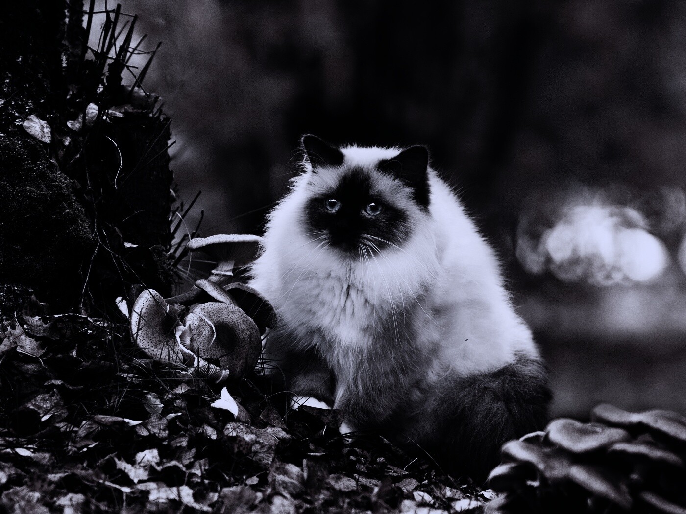 Пушистый кот среди пожелтевшей листвы обои