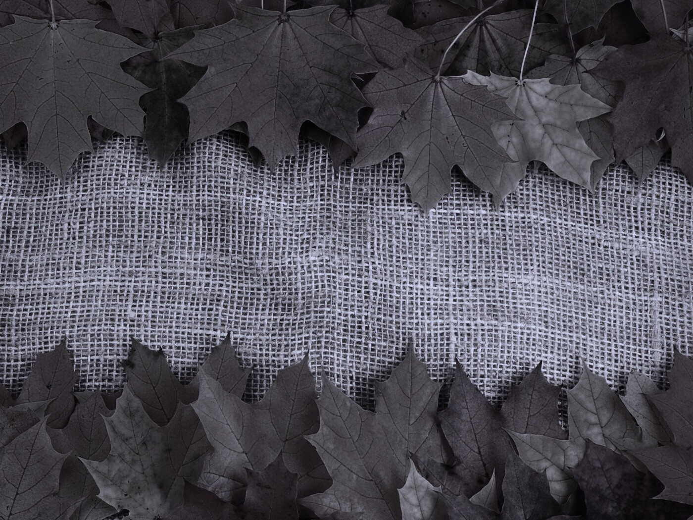 Желтые кленовые листья на холсте обои