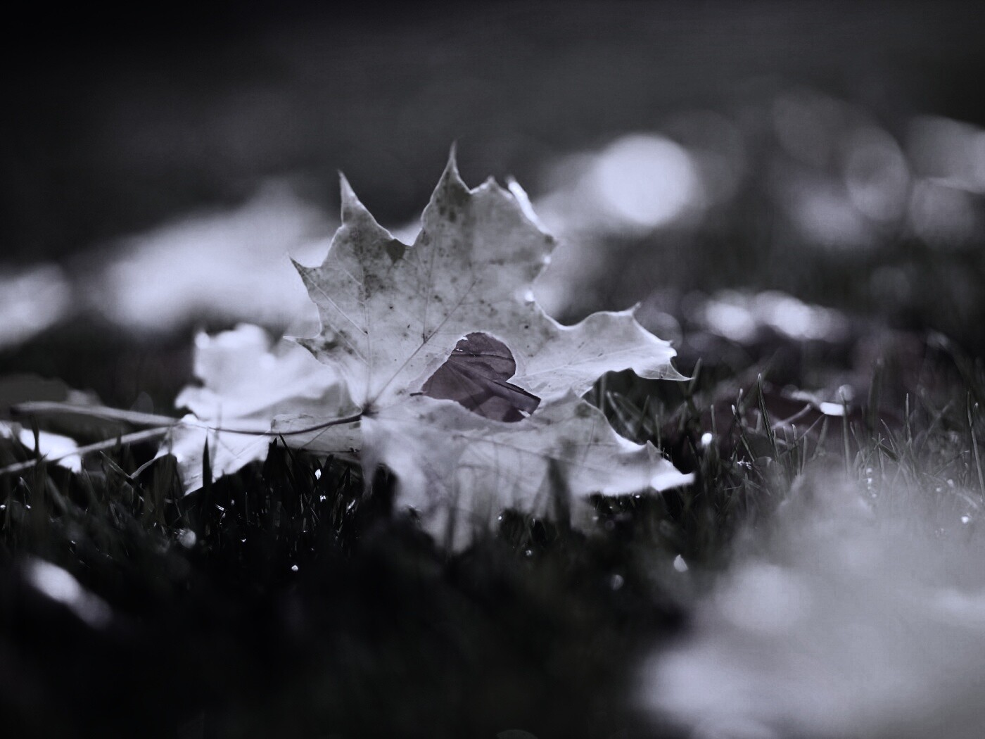 Листик в форме сердца обои