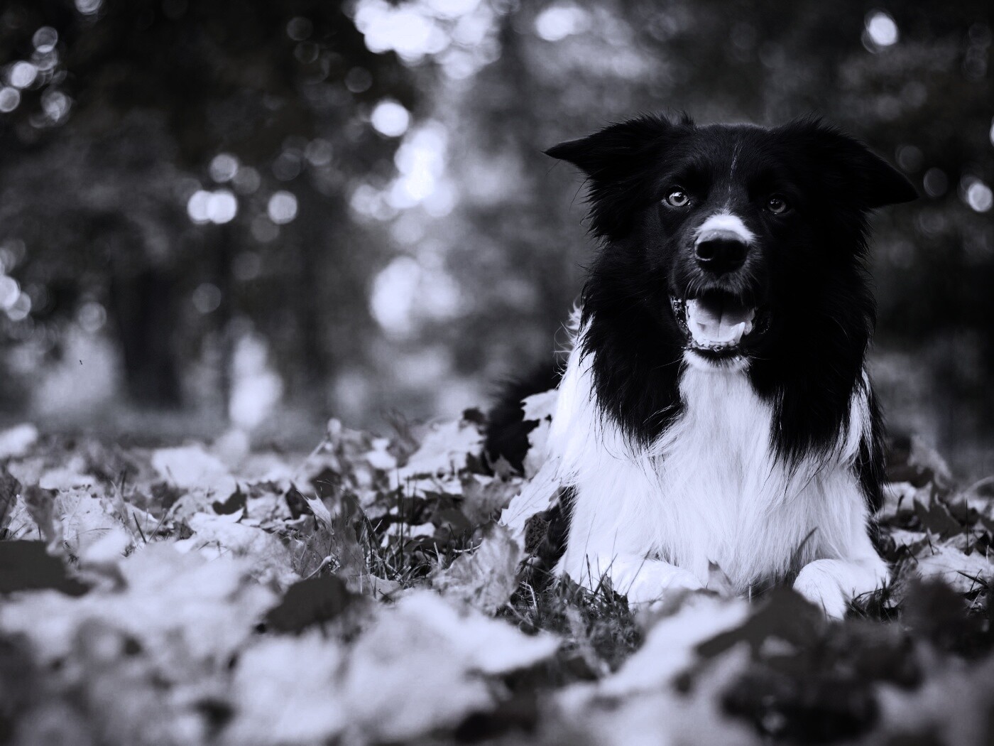 Пес среди листвы обои