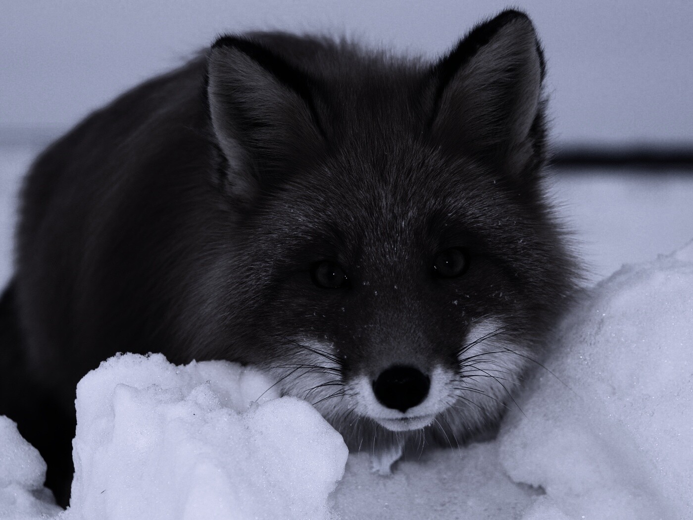 Рыжая лиса в снегу обои