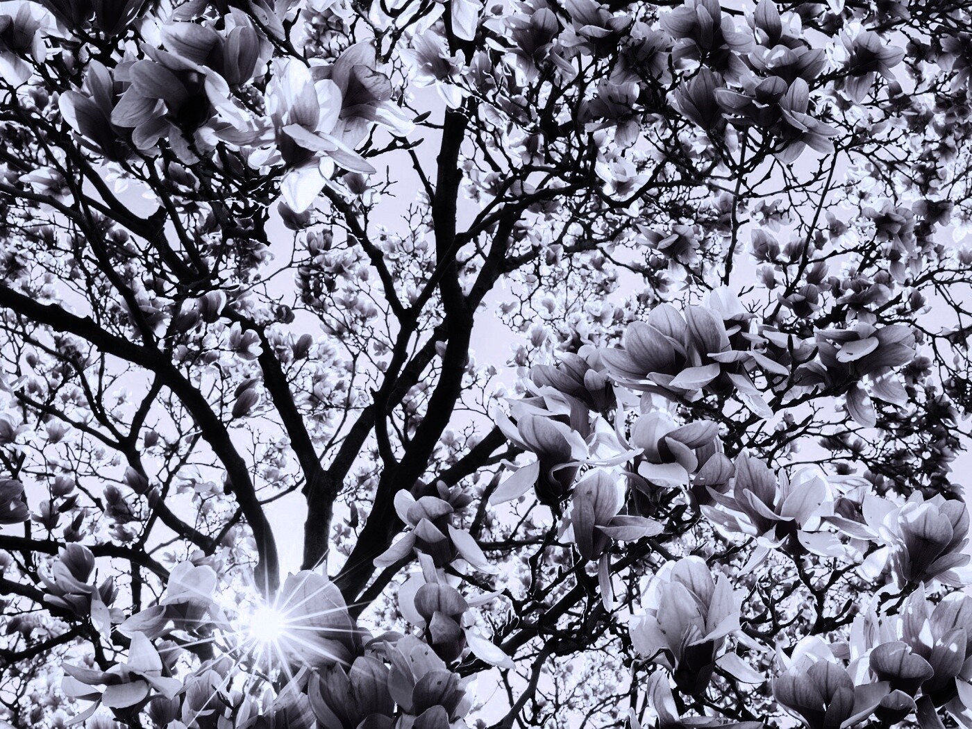 Магнолия обои