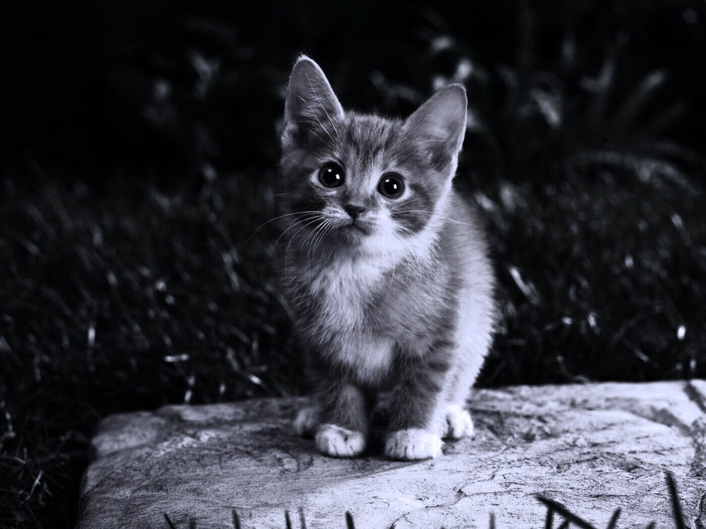 Котенок в саду обои