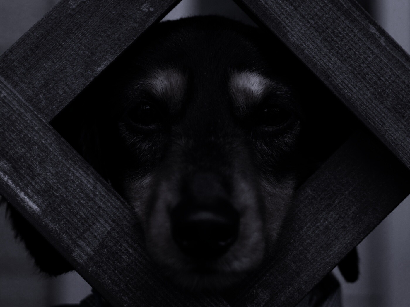 Мордочка в заборе обои