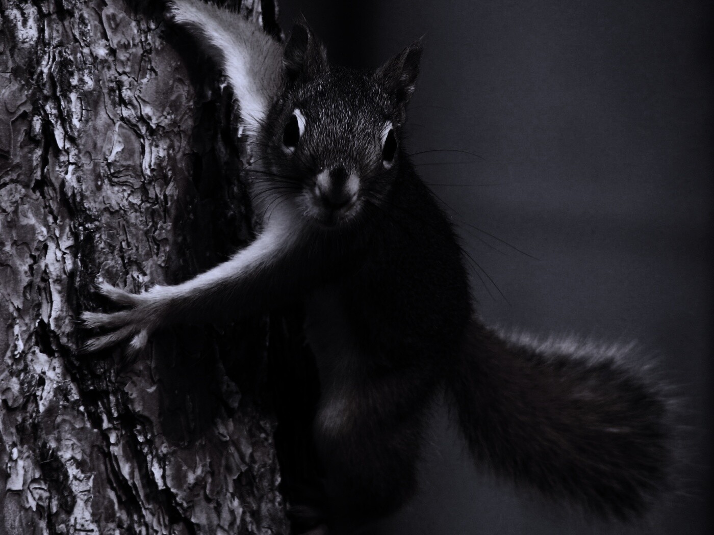 Белка на дереве обои