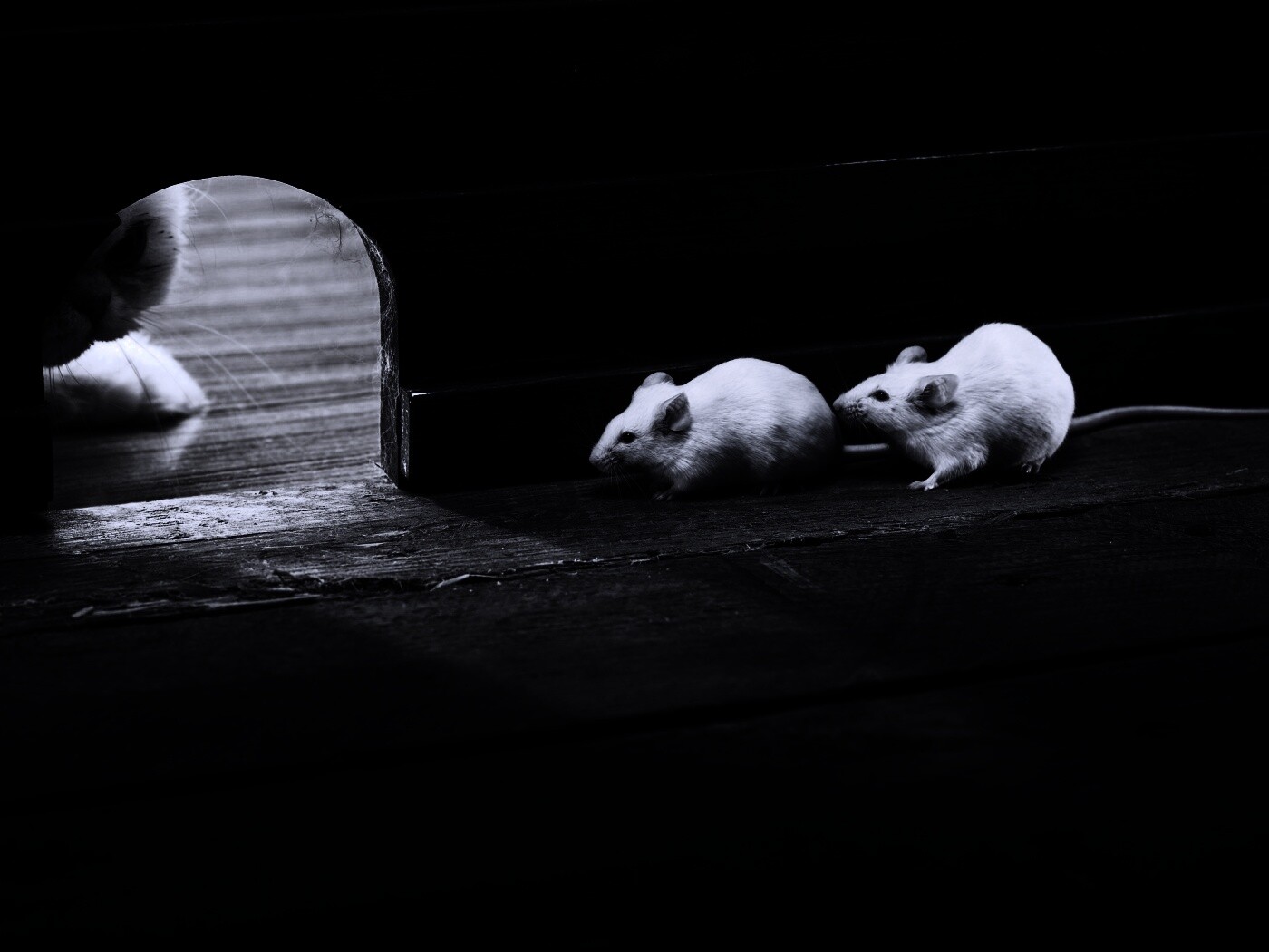 Кошки - мышки обои