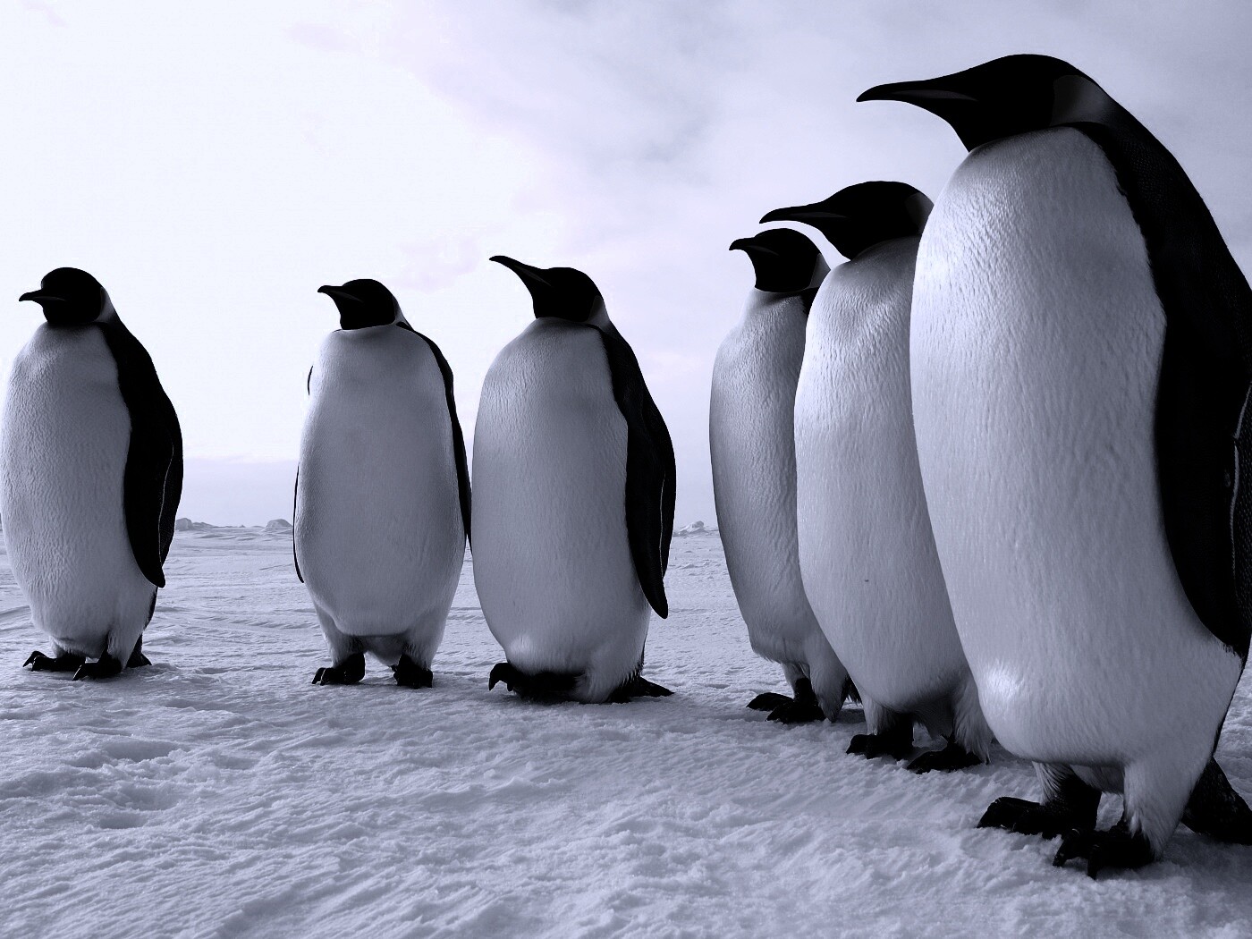 Слет пингвинов обои