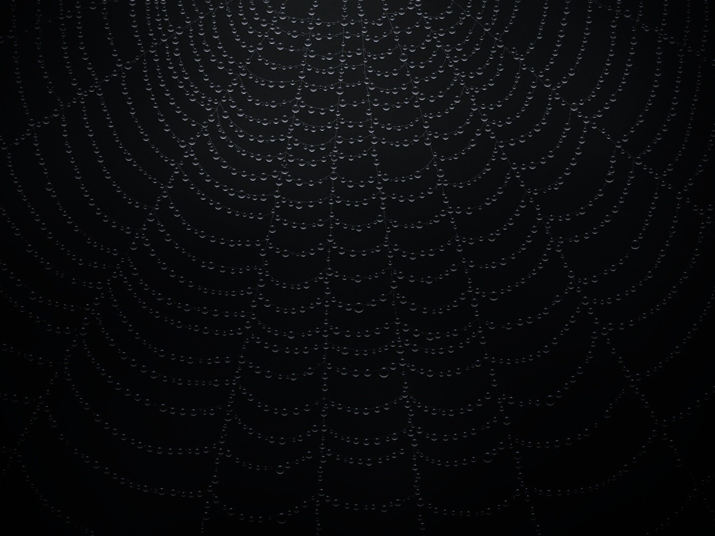 Роса на паутине обои