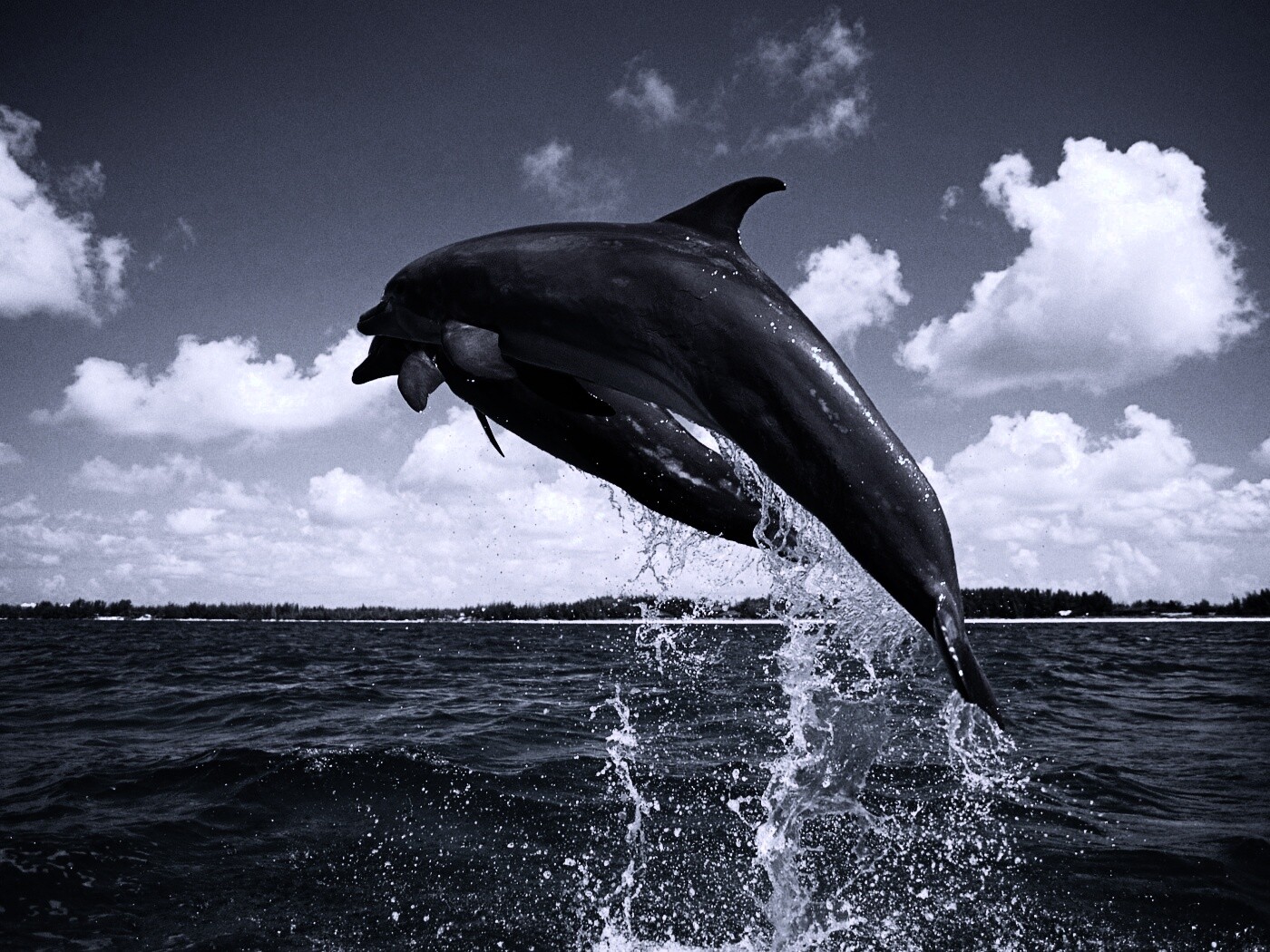 Дельфины обои