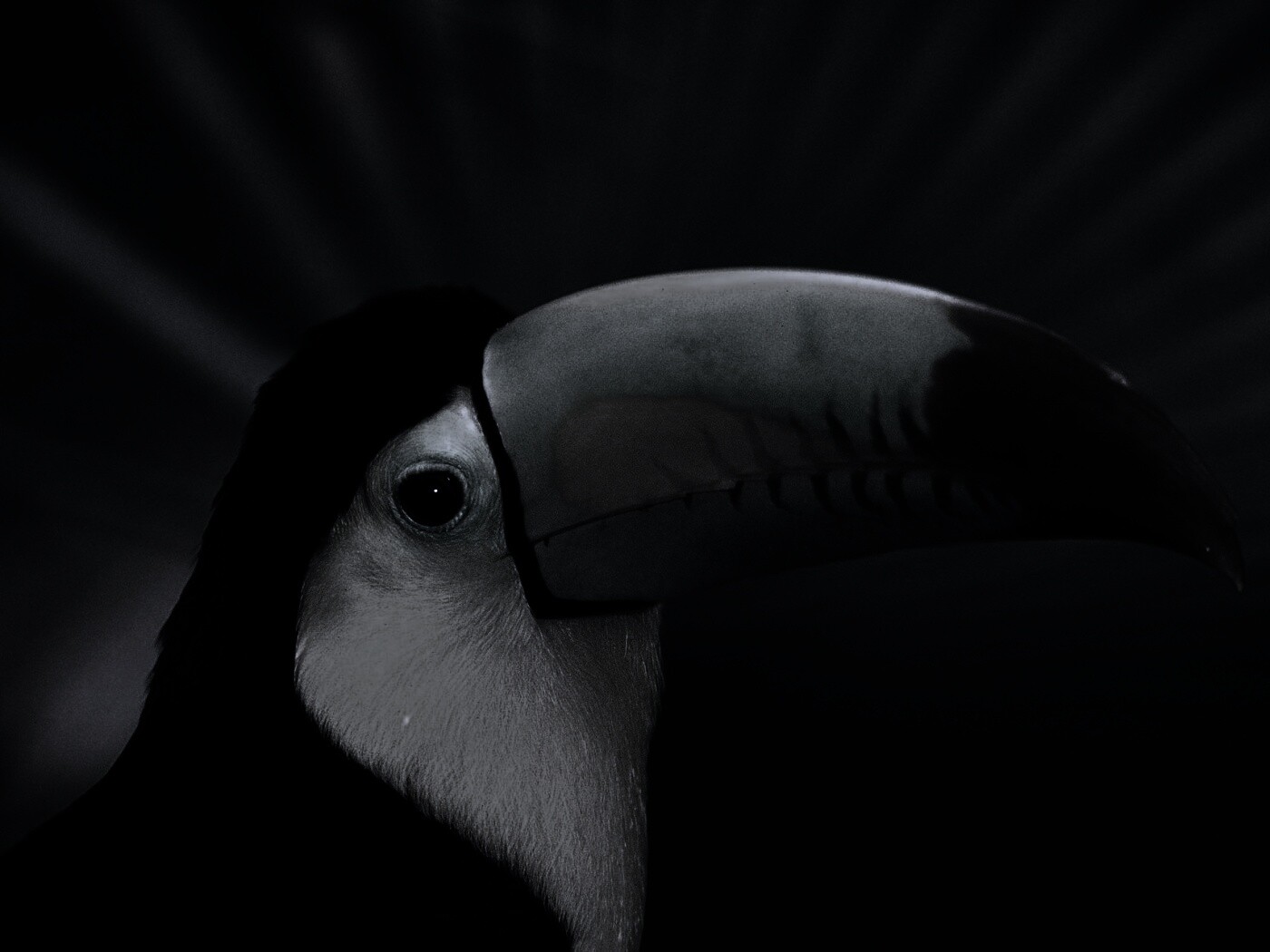 Грустный желтогрудый тукан обои