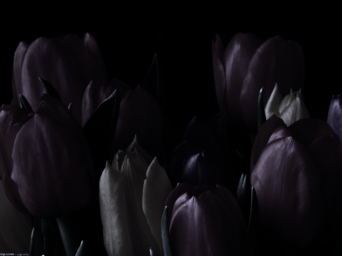 Тюльпаны обои