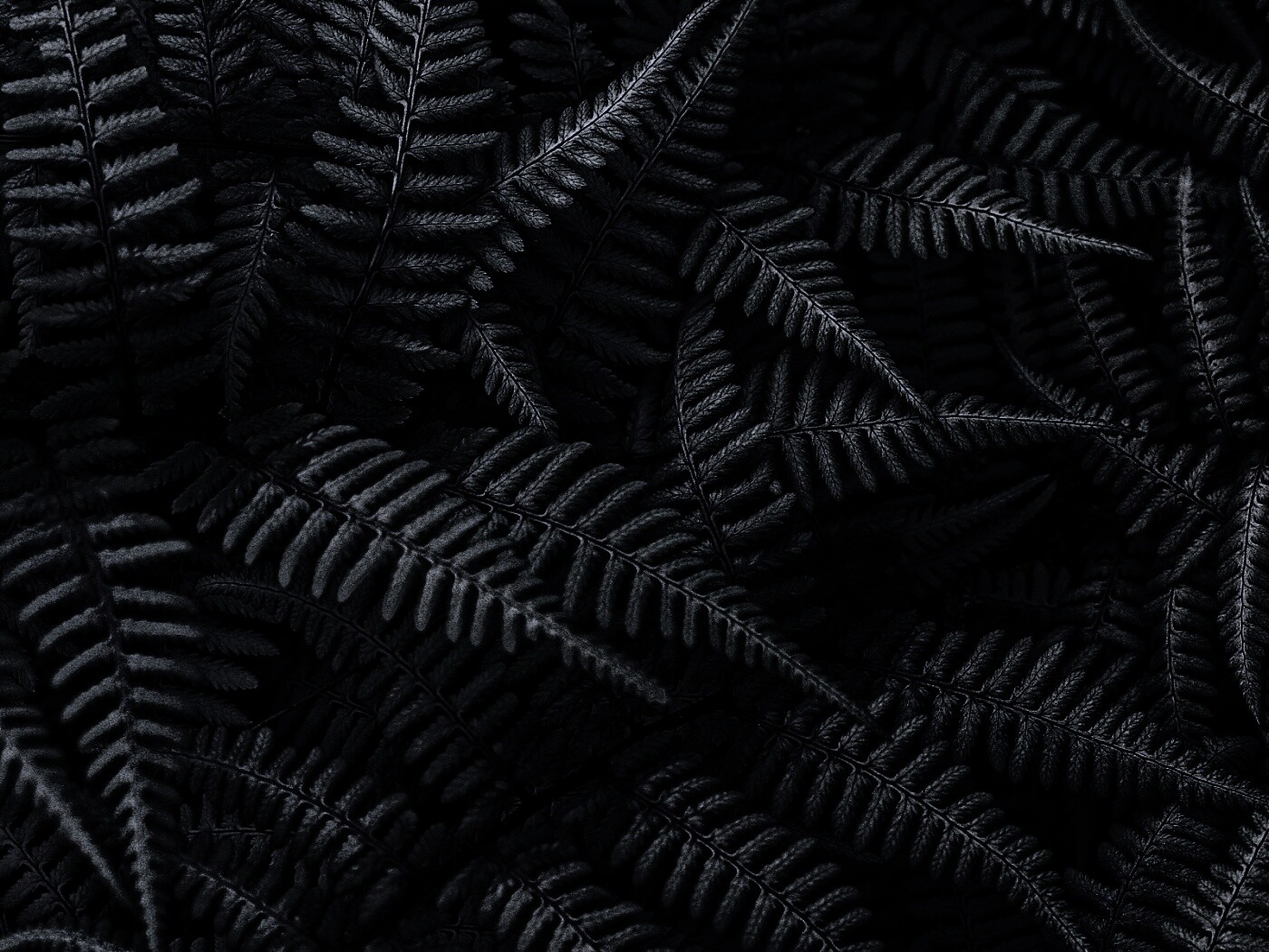 Папоротник обои