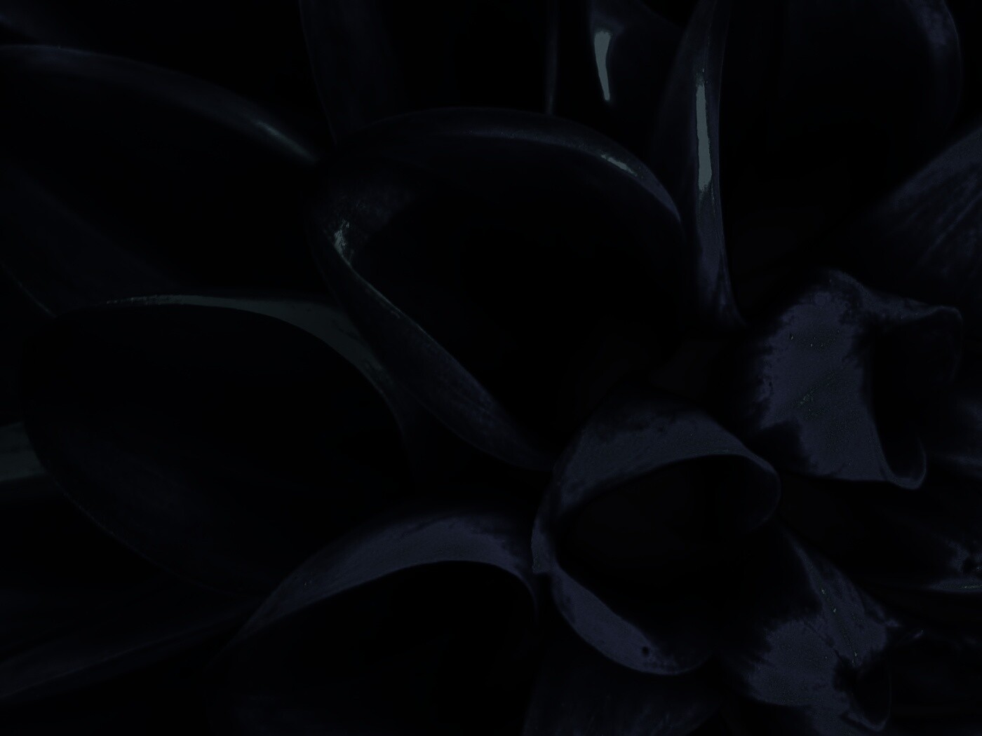 Лепестки обои