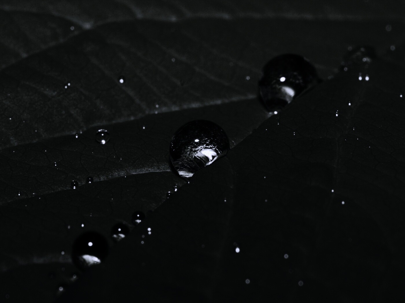 Капли на листе обои