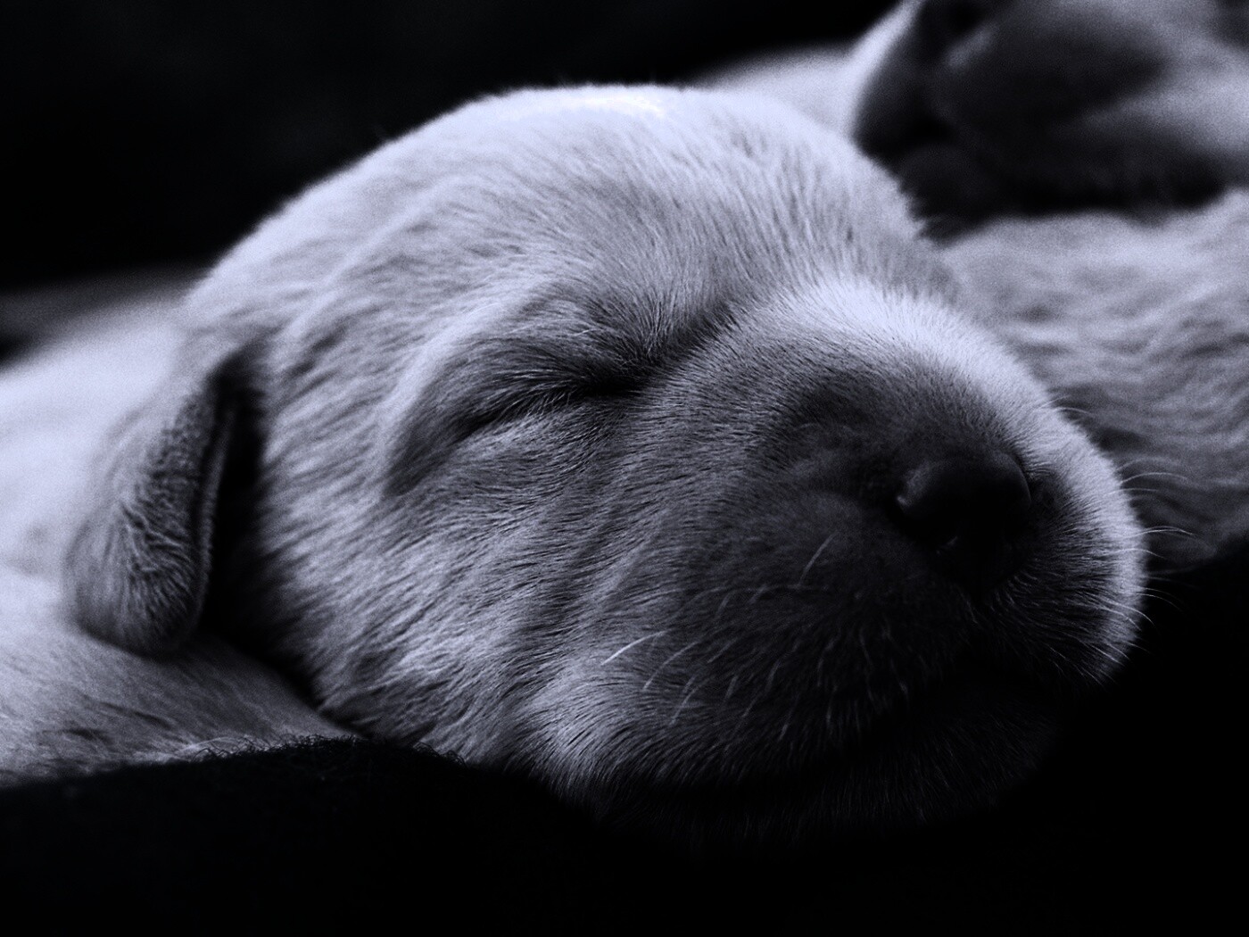 Мордочки симпатичных щенков обои