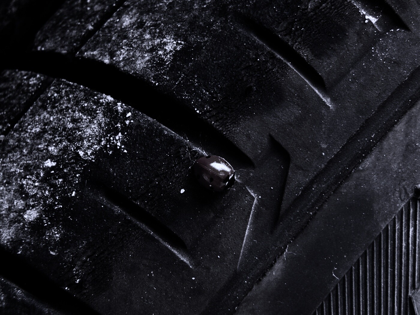 Божья коровка на автомобильной покрышке обои