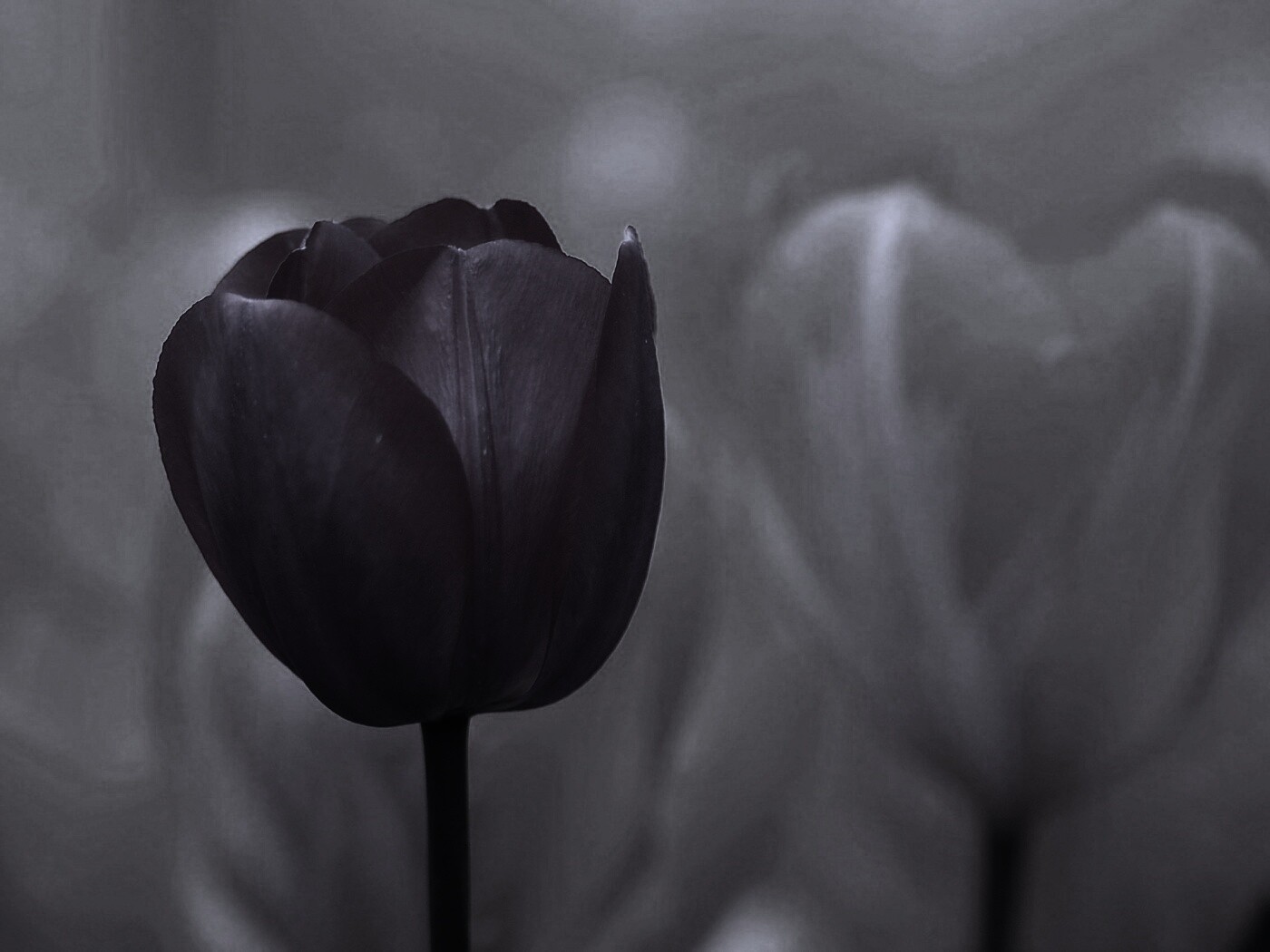 Красный тюльпан обои