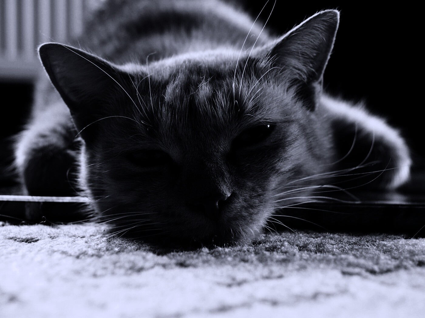 Кошара обои