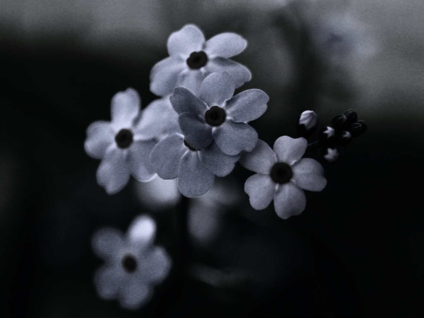 Обои цветов обои