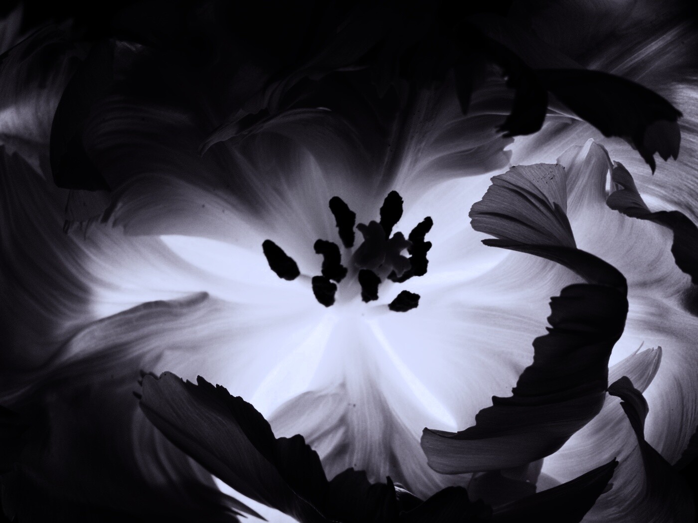 Пылающий цветок обои