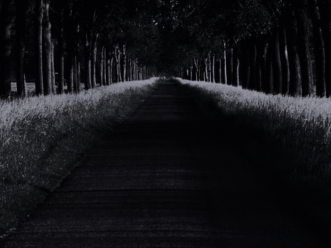 Живописная аллея обои